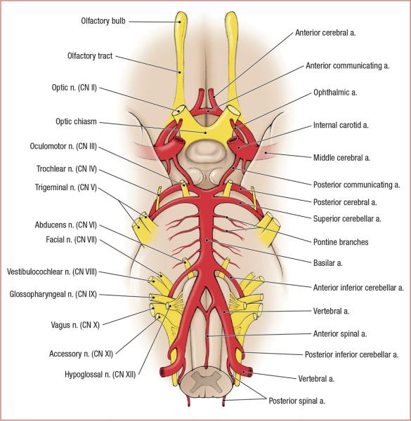 thumbs/Brain Vasculature and Cranial Nerves.jpeg.jpg
